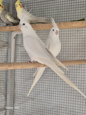Nymphensittiche Pärchen 