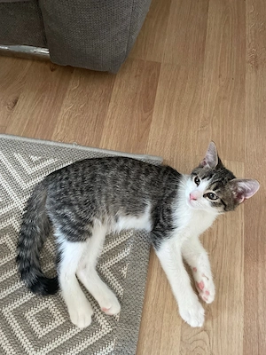 Süße kleine Kater sucht ein liebevolles Zuhause