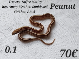 Baby Kornnattern Anfänger freundlich