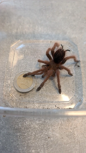  Pamphobeteus sp mascara 
