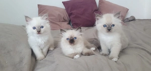 Reinrassige Heilige Birma Kitten