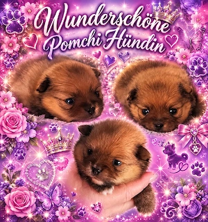 1 Wunderschöner Pomchi Welpe
