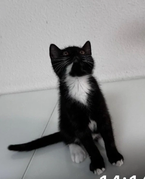 baby katze