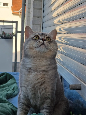 Schweren Herzens suchen wir ein neues Zuhause für unseren Kater Oreo   