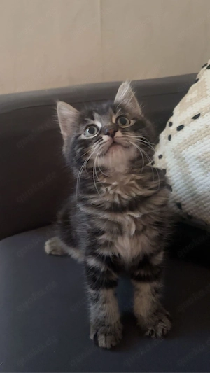 babykatzen