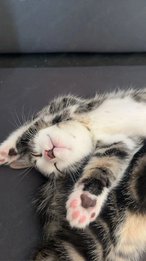 katzenbaby