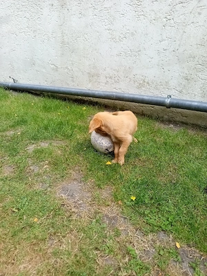 Golden Retriever 16 Wochen alt!!! Rüde!!!