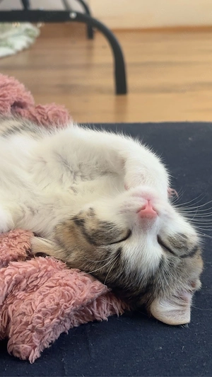 katzenbaby Sie können die Katze gerne heute abholen.     