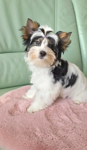 Biewer-Yorkie   flauschiges Glück 