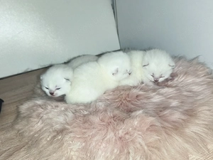 Britisch kurzhaar Kitten 