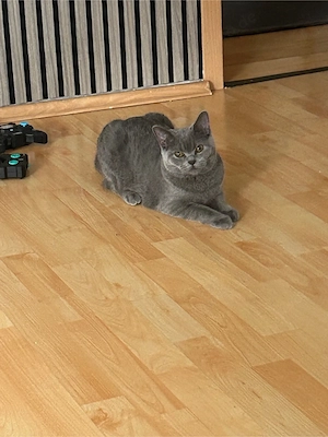 bkh katze britsche kurz haare 