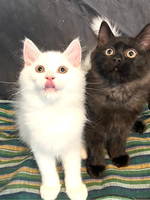 Katzenbaby 