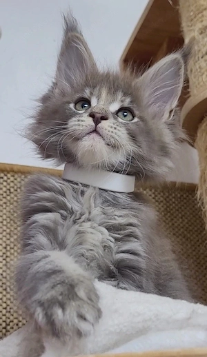 Maine Coon Kitten Katze blue-silver-torbie 