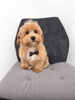 Maltipoo 3 Musketiere 