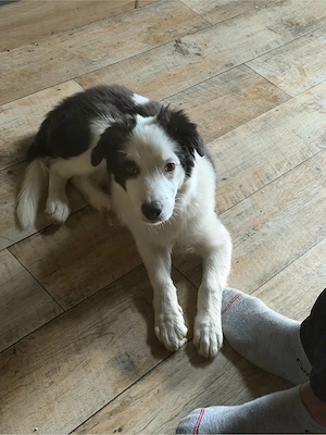 Junger Border Collie 