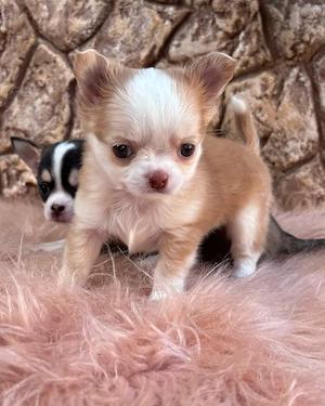  Niedliche Teacup-Chihuahua-Welpen suchen ein Zuhause! 