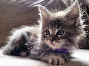 Maine Coon Kitten blue-silver-torbie Mädchen Kitten Katze
