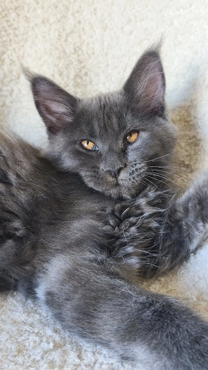 Maine-Coon-Kätzchen mit Stammbaum 