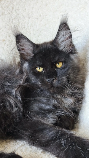 Kätzchen Maine Coon 