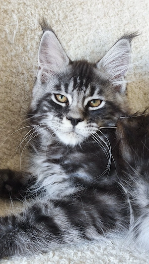 Maine-Coon-Kätzchen mit Stammbaum 