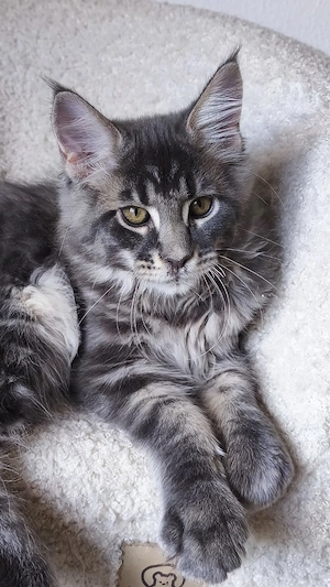 Maine-Coon-Kätzchen mit Stammbaum Bild 5