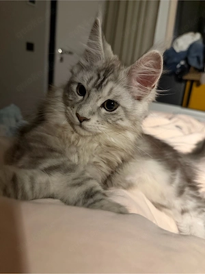 Maine Coon 5 monate alt
