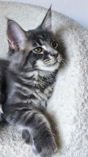 Maine-Coon-Kätzchen mit Stammbaum 