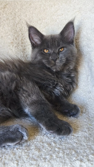 Kätzchen Maine Coon 