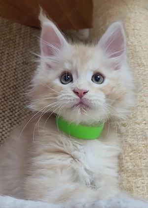 Maine Coon Kitten Kater red-silver-tabby creme-silver-tabby 
