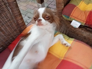 2 Jährige Chihuahua Hündin mit Ahnentafel 