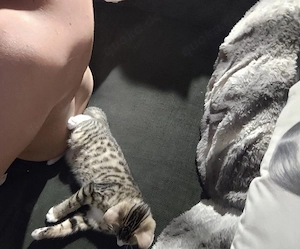 Bengal mix Kater 15 Wochen alt  Bild 3