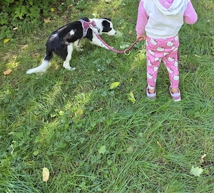 Junger Border Collie  Bild 2