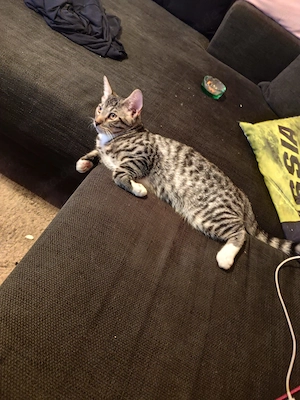 Bengal mix Kater 15 Wochen alt  Bild 6