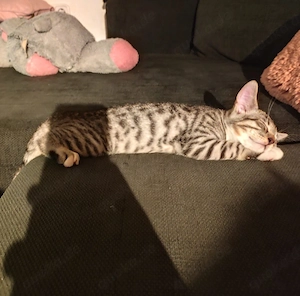Bengal mix Kater 15 Wochen alt  Bild 2