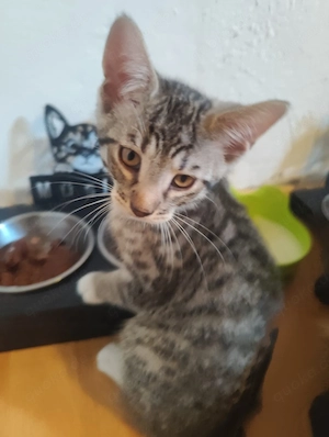 Bengal mix Kater 15 Wochen alt  Bild 5