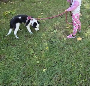 Junger Border Collie  Bild 3