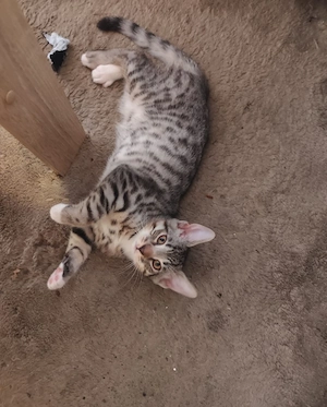 Bengal mix Kater 15 Wochen alt 