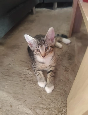 Bengal mix Kater 15 Wochen alt  Bild 4