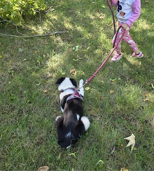 Junger Border Collie  Bild 4