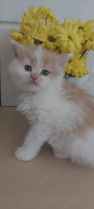  MAINE COON - BLH Kitten Red- und Blue-White