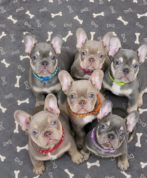 Französische Bulldogge Welpen