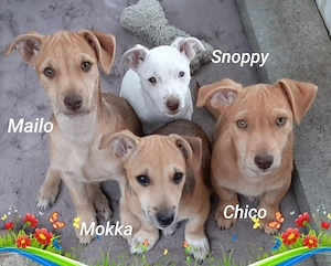 Vier Chihuahua Jungs Mischling Welpen  kleinbleibend