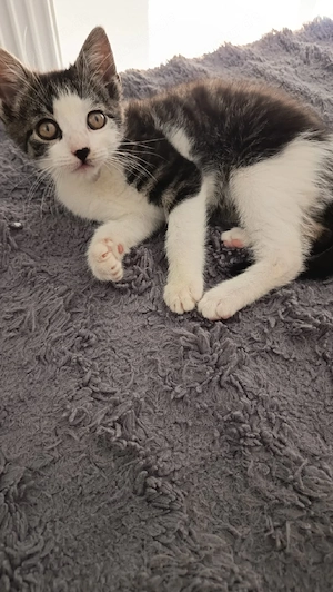 baby Kätzchen 