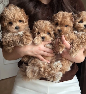 F1 maltipoo welpen mini 