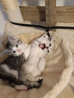 Bkh kitten zu verkaufen 