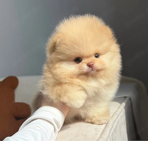 Sweet Zwergspitz pomeranian welpen