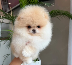 Sweey Zwergspitz pomeranian welpen