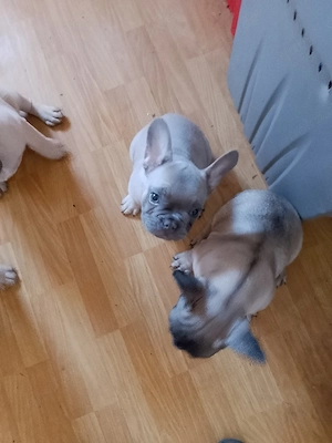 Französische Bulldogge Welpen