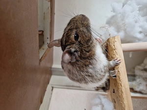Degu sucht Gruppe zum kuscheln