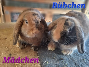 Hübsche Zwergwidder Zwergkaninchen geimpft
